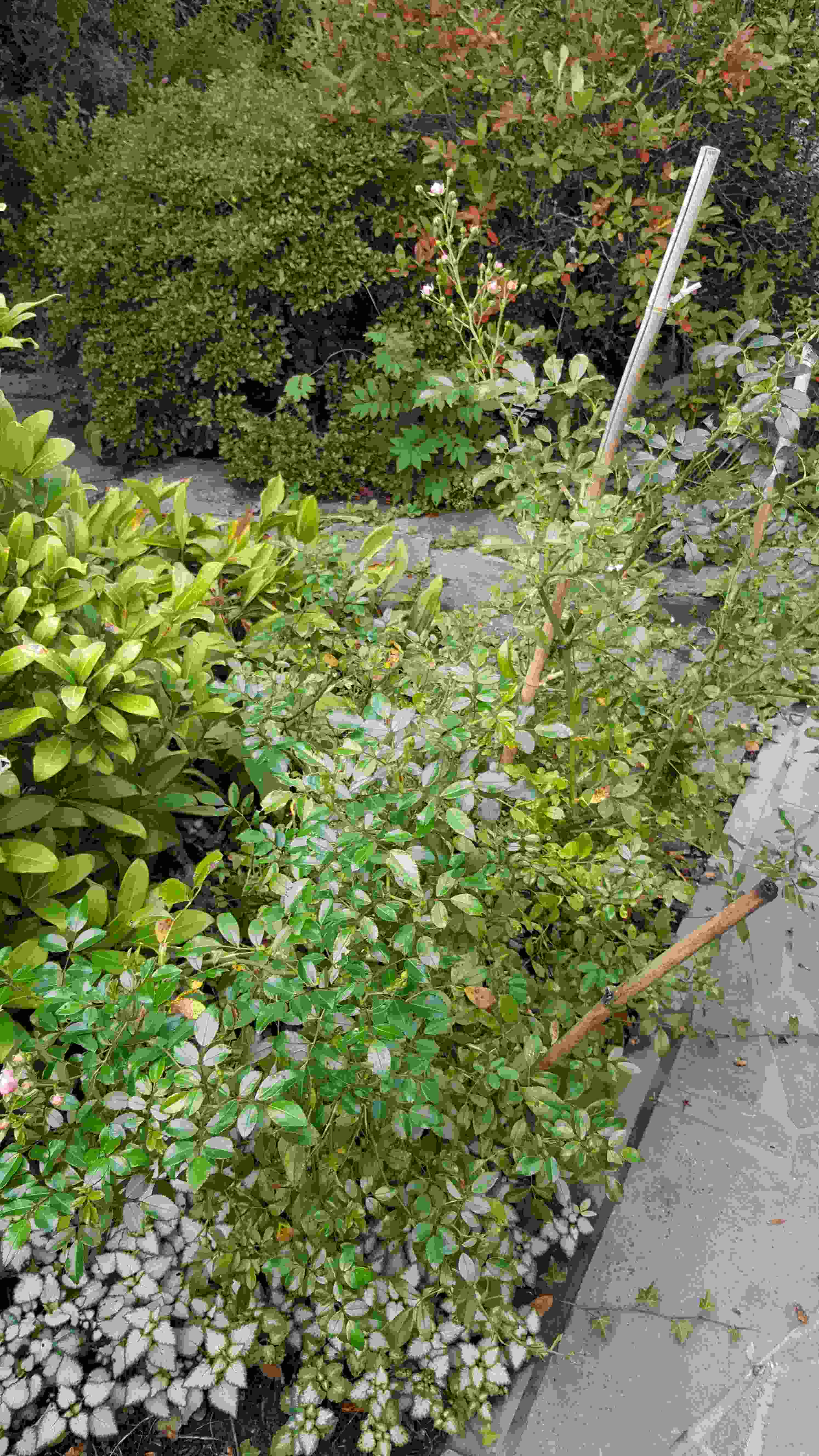 rosier buisson 2.jpg